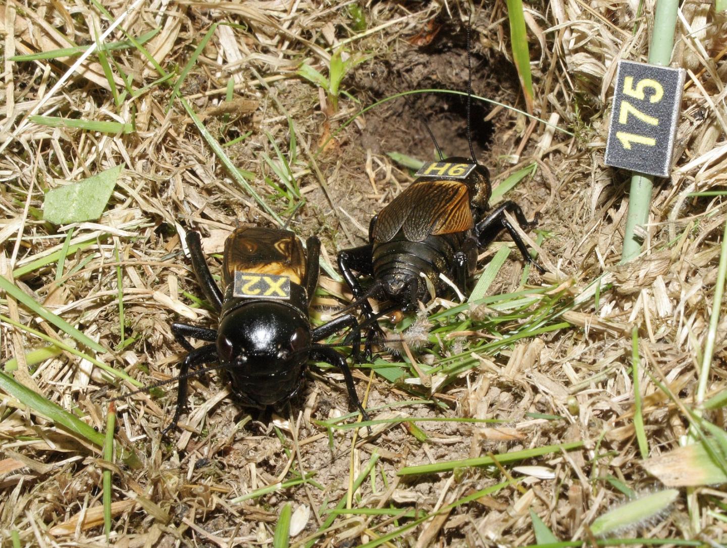 Field Crickets
