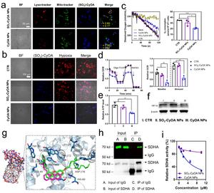 Fig. 2 CyOA alleviated hypoxia in tumor cells by targeting SDHA and inhibiting OXPHOS
