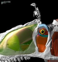 <i>Allosaurus</i> and Kestrel