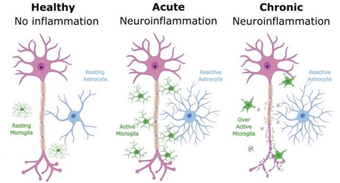 MRI-Derived Markers of Acute and Chronic Inflammatory Processes in the VTA Associated with Depression