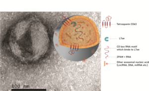 Exosomes 2