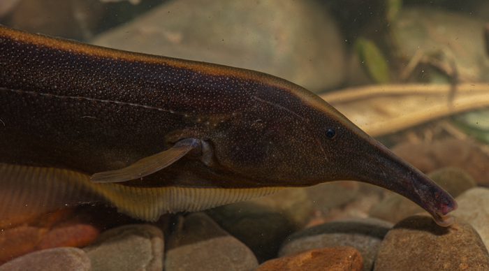 Madidi fish