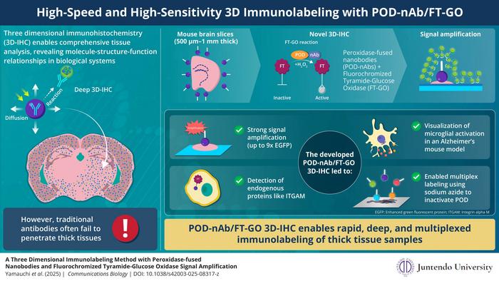 High-Speed and High-Sensitivity 3D Immunolabeling with POD-nAb/FT-GO