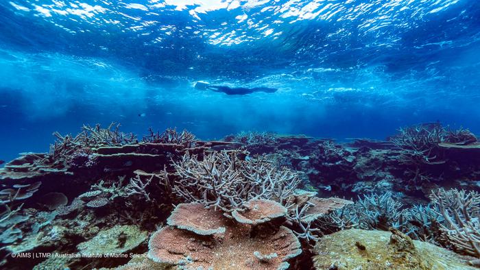 An AIMS scientist conducts a manta tow survey over corals on the Great Barrier Reef