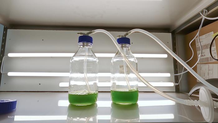 Algae Textile Dye Trials