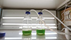 Algae Textile Dye Trials