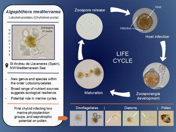 Life cycle and host interactions of the newly described marine parasitic fungus Algophthora mediterranea