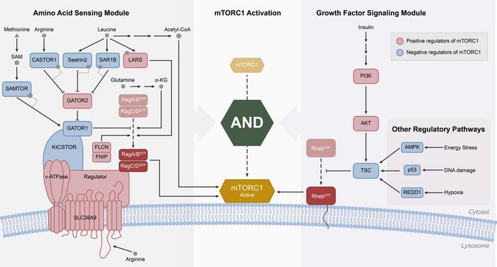 Figure 1. mTORC1 activation by nutrient sensing and growth factor signaling.