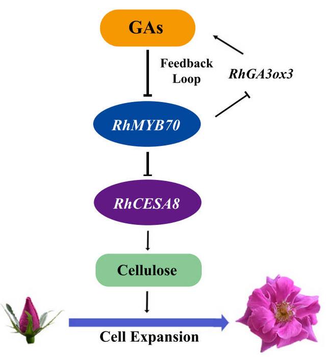 The assumed model of feedback loop of GAs and RhMYB70 in rose petals.