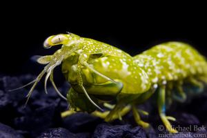 Mantis shrimp