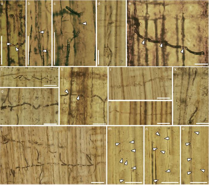 Chinese scientists report well-preserved fossil blue-stain fungus from the Jurassic