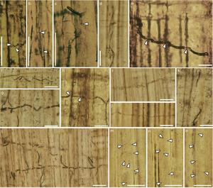 Chinese scientists report well-preserved fossil blue-stain fungus from the Jurassic