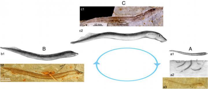 Lamprey Life Cycle