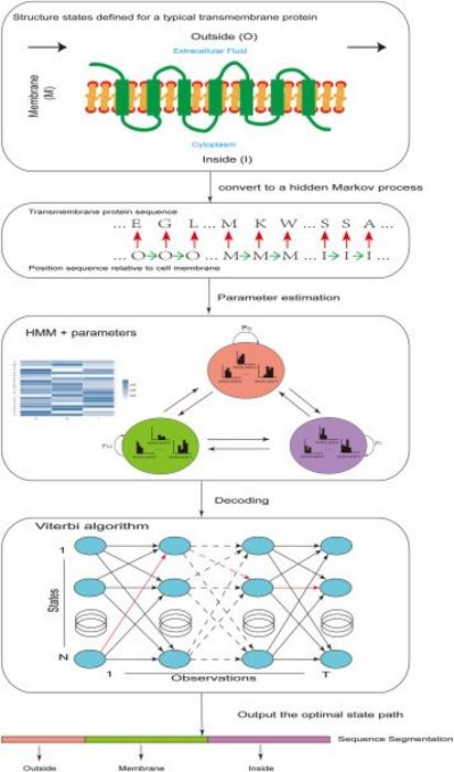The decoding problem and Viterbi algorithm in transmembrane prediction.