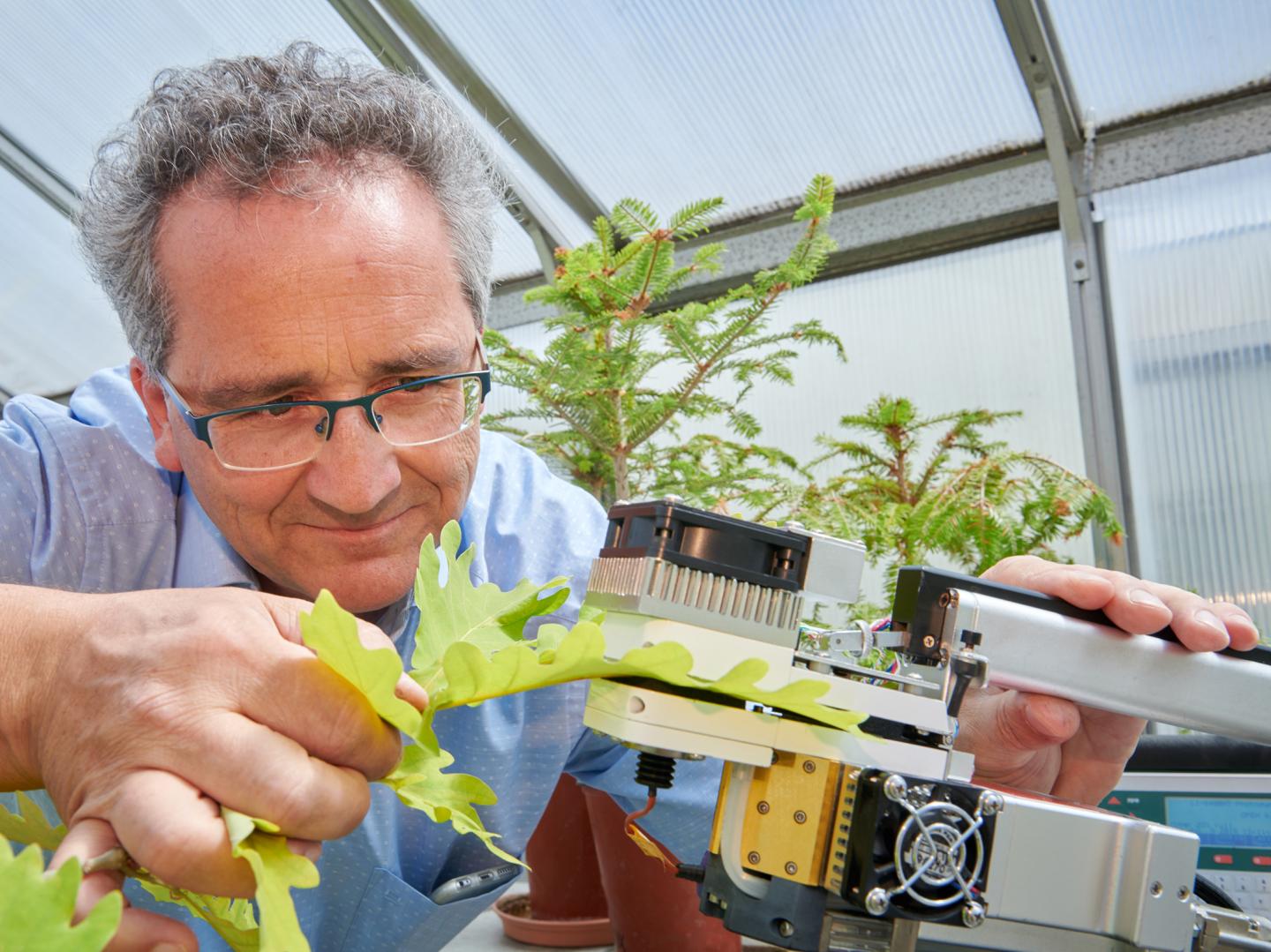 In the Greenhouse