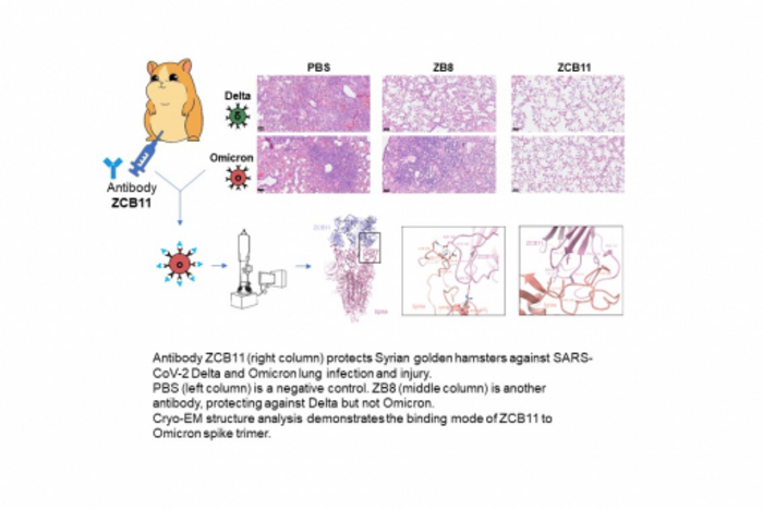 Antibody ZCB11