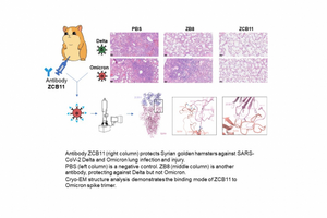 Antibody ZCB11