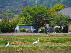 The relaxed birder