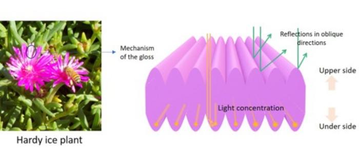 Petals that Reflect: Parabolic Surface Structures in the Hardy Ice Plant