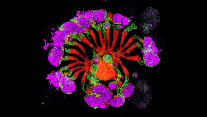 USC Researchers Launch Study of the Most Complex Lab-Grown Kidney Structures