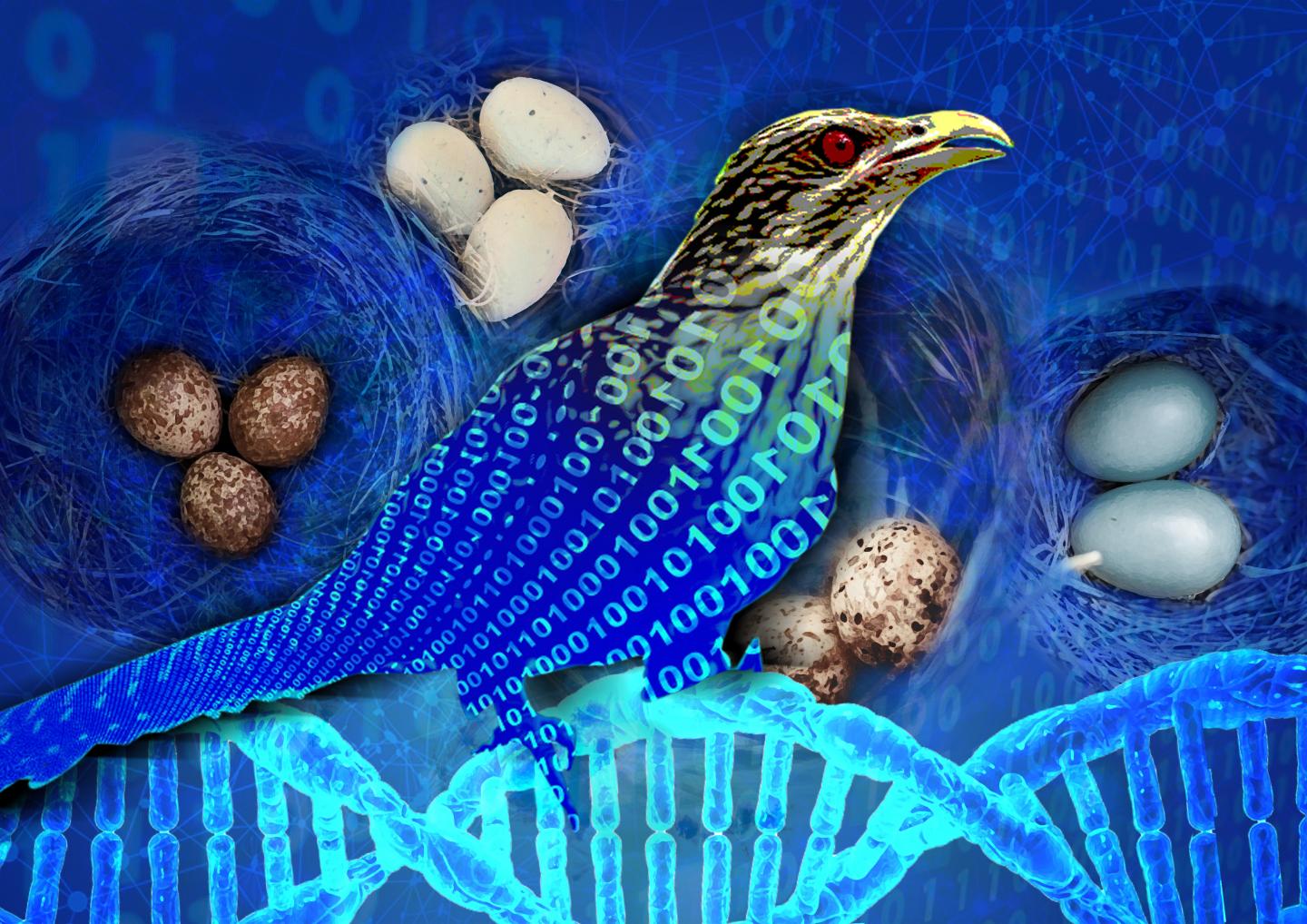 Hybrid CS algorithm borrows from behavior of birds.
