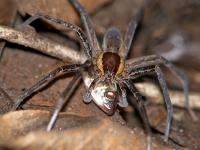 Fish-eating Spider II