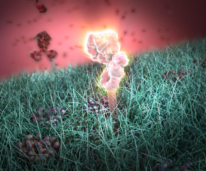 Engineered Antibodies Fight Bacteria, May Stave Off Antibiotic Resistance (1 of 4)