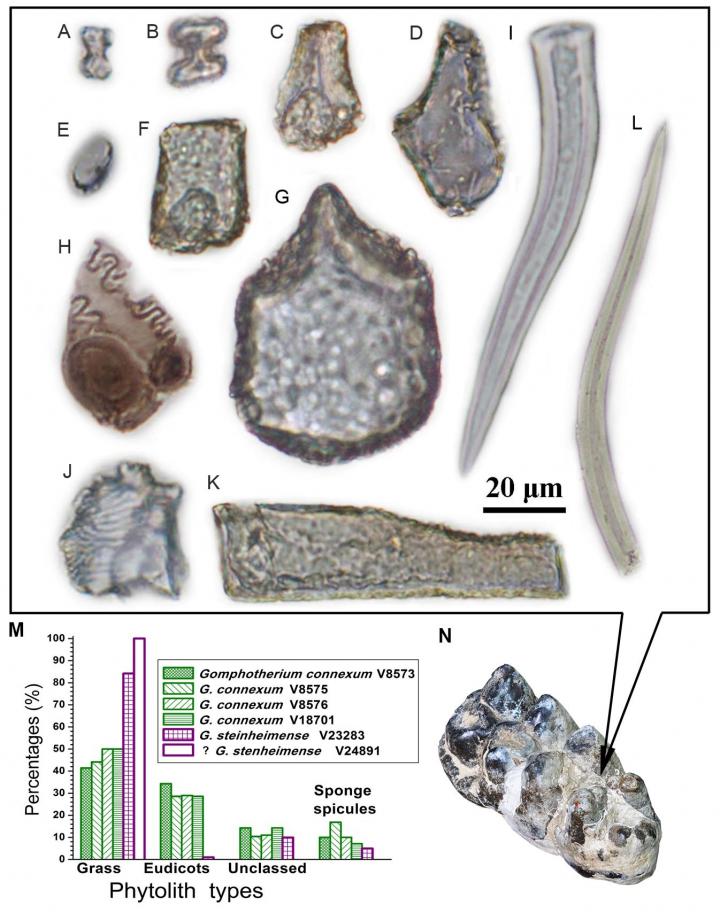 Phytoliths of Grass and Foliage