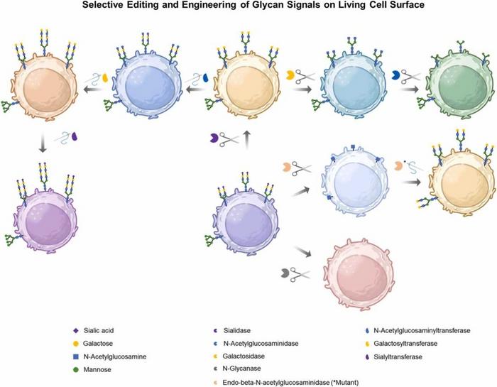 A graphical illustration of Selective Editing and Engineering of Glycan Signals on LivingCell Surface.