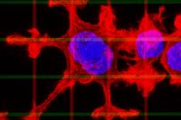 Dendritic Response