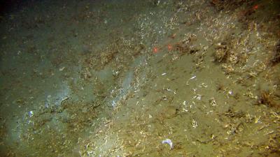 Damaged Cold-Water Coral Reef