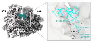 Ribosome visualisation