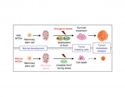 The Role of MTDH and SND1