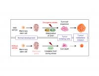 The Role of MTDH and SND1