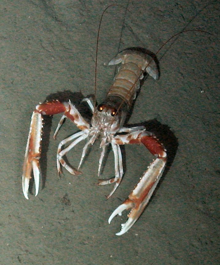 Langoustine (1 of 3)