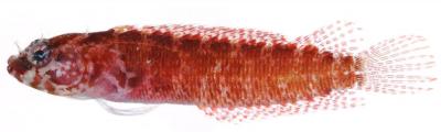 <I>Starksia robertsoni</I>