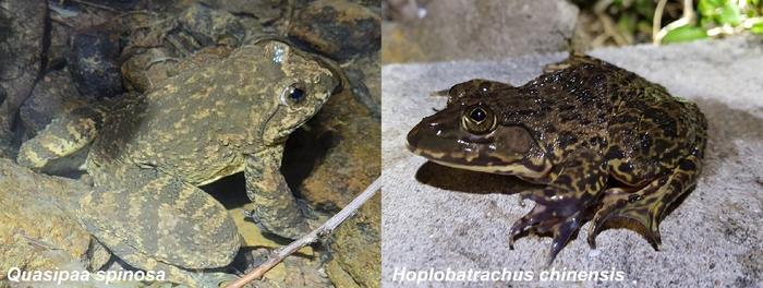 The two frogs