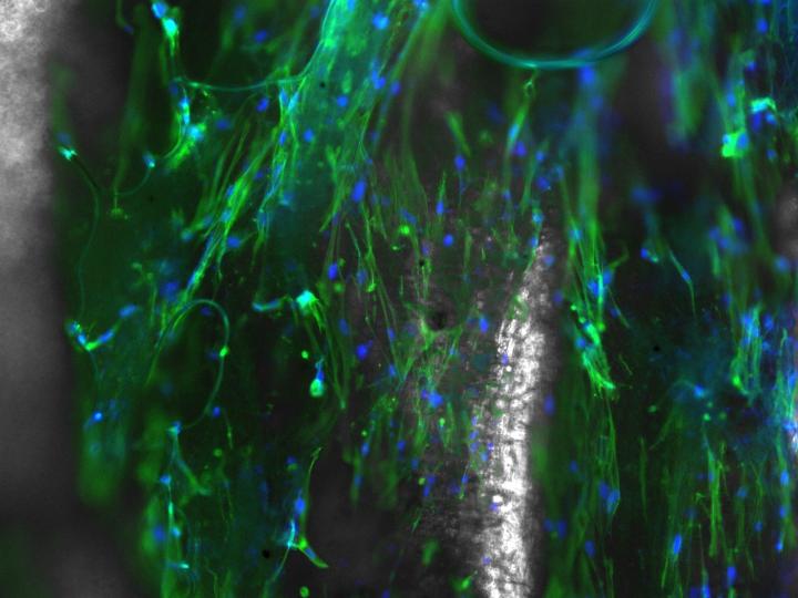 Streamlined Electrospun Nanofibers