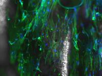 Streamlined Electrospun Nanofibers