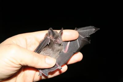 Bats Equal Birds in Bug Control (1 of 3)