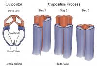 Wasp Ovipostor