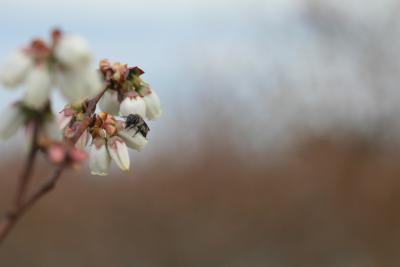 Small Native Bee Species