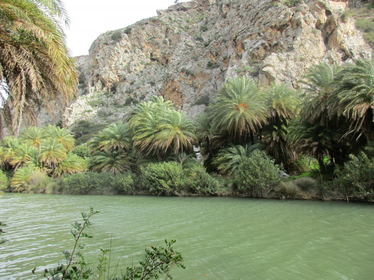 Cretan Date Palms
