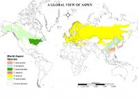 A Global View of Aspen