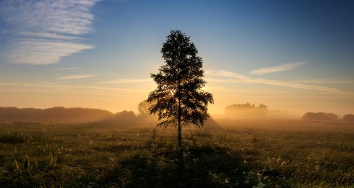 Lone Tree