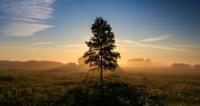 Lone Tree