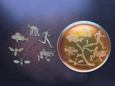 Cultured Tree of Life