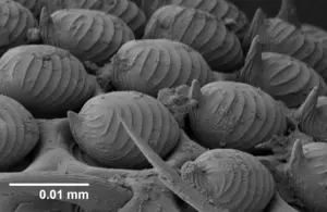 A cluster of sphaerotrichomes on a leg of C. deckeri