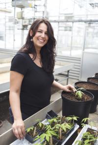 Researcher with Cassava