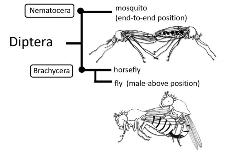 Phylogenetic Tree